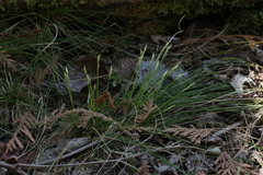 Carex eburnea