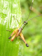 Silvitettix territus