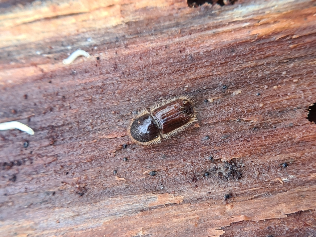 Double-spined bark beetle