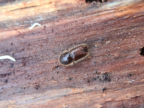 Double-spined Bark Beetle (Ips duplicatus) · iNaturalist