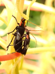 Chauliognathus fenestratus