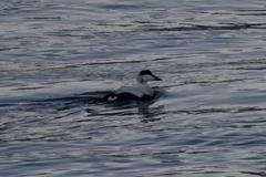 Somateria mollissima