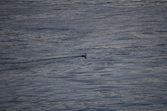 Somateria mollissima