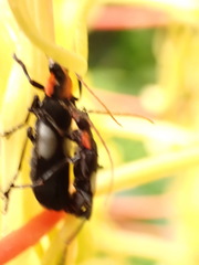 Chauliognathus fenestratus