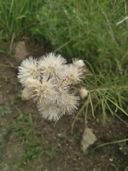Vernonanthura nudiflora