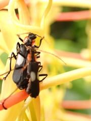 Chauliognathus fenestratus