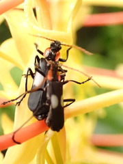 Chauliognathus fenestratus