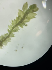 Mesoptychia bantriensis