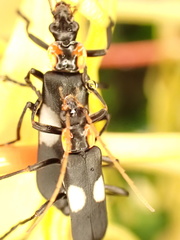 Chauliognathus fenestratus