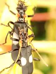 Chauliognathus fenestratus