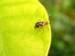 Horciasinus wallengreni