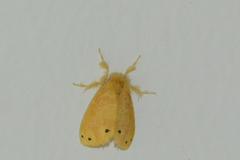 Artaxa guttata