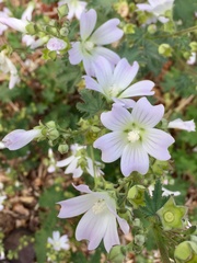 Malva preissiana