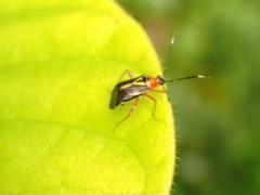 Horciasinus wallengreni