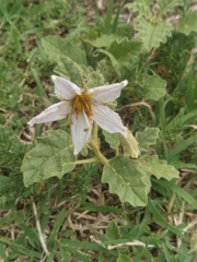 Solanum juvenale