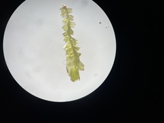 Mesoptychia bantriensis