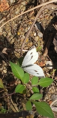 Pieris rapae