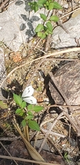Pieris rapae