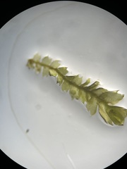 Mesoptychia bantriensis