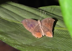Eurybia pergaea
