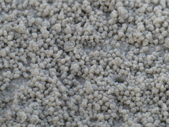 Scopimera