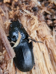 Pterostichus aethiops