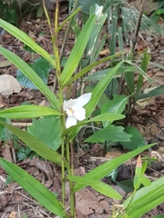 Bromheadia finlaysoniana