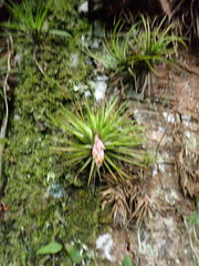 Anoplophytum