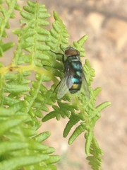 Chrysomya chloropyga