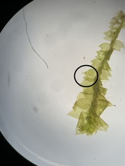 Mesoptychia bantriensis