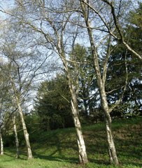 Betula pendula mandshurica