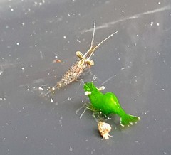 Hippolyte australiensis