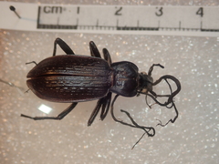 Carabus planatus