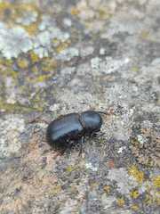 Misolampus scabricollis