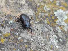 Misolampus scabricollis