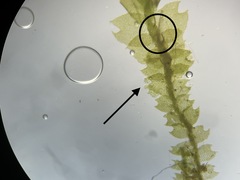 Mesoptychia bantriensis