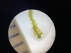 Mesoptychia bantriensis