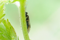 Cladius pectinicornis