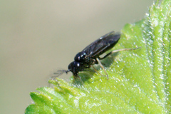 Cladius pectinicornis
