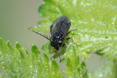 Cladius pectinicornis