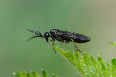 Cladius pectinicornis