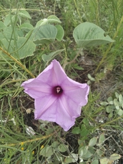 Ipomoea hieronymi