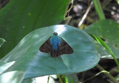 Astraptes elorus