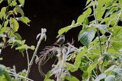 Coccopygia quartinia