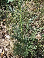 Artemisia latifolia