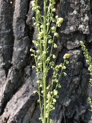 Artemisia latifolia