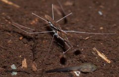 Gerris gracilicornis