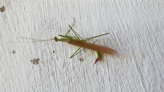 Eumusonia