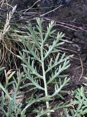 Artemisia latifolia