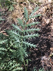 Artemisia latifolia